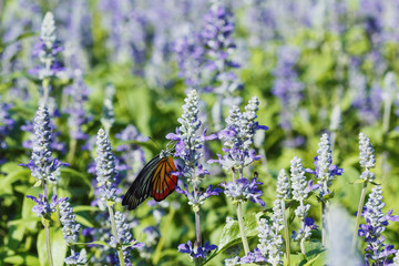 Monarch Butterfly on the  Lavender