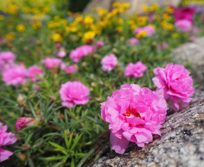 beautiful  pink pusley flower