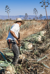 Man working in the tequila industry