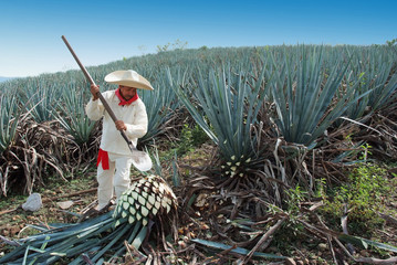Jimador Man working in the tequila industry