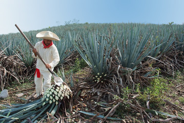 Man working in the tequila industry - obrazy, fototapety, plakaty