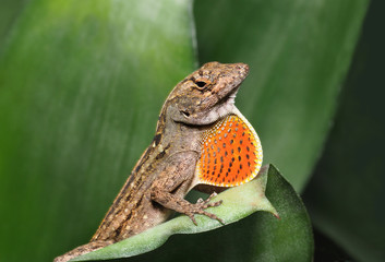 Brown Anole with Throat Fan Expanded