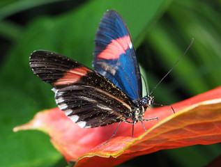 Tropical Butterfly Resting on Antherium Blossom
