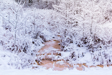Winter in the forest
