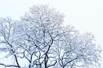 Winter in the forest