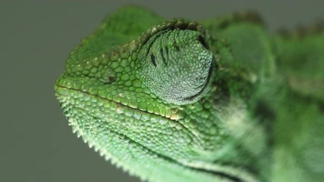 Chameleon profile close up