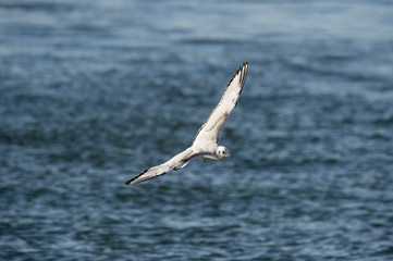 Bonaparte's Gull in flight