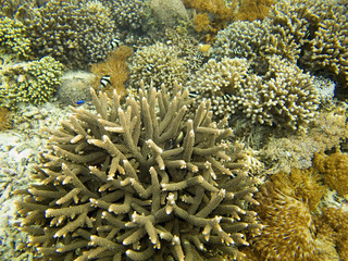 Fototapeta na wymiar Coral Sea, Bali, Indonesia