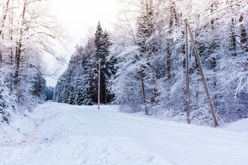 Winter in the forest