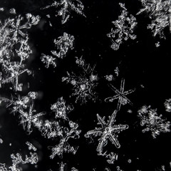 real macro close-up of a few snowflakes lying on a black background