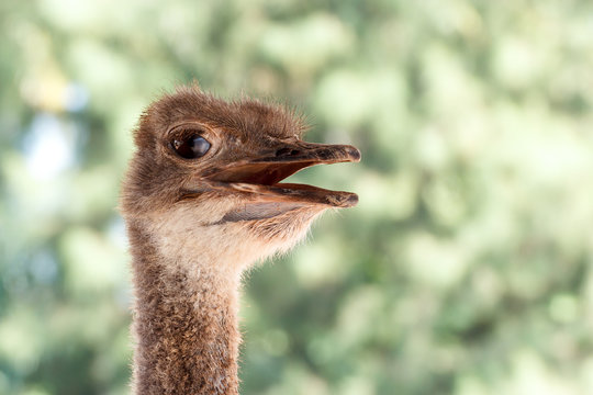 Face of Ostrich