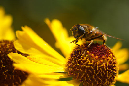Bee on a yellow flower. Close-up