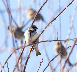 Sparrow on a tree against the blue sky
