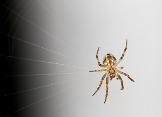 Spider on the web. close