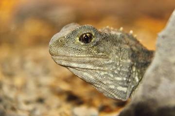 Tuatara,Sphenodon punctatus,rare living fossil, New Zealand © vladislav333222