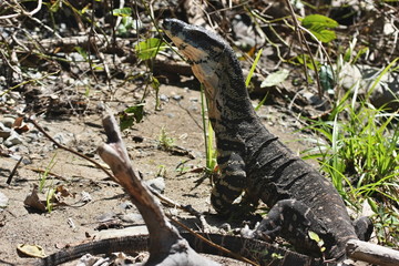 Head monitor, Varanus Rosenberg, east Australia