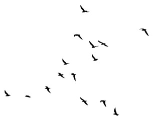 a flock of birds on a white background
