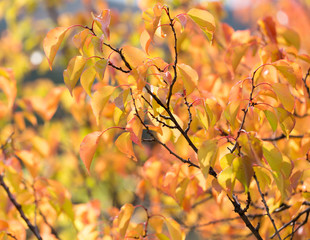 red leaves on a tree in autumn