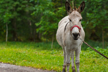 Fototapeta na wymiar Young donkey portrait on a sunny day