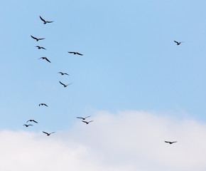 A flock of seagulls flying in the sky