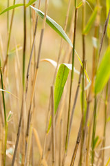 bulrush autumn nature as background © schankz