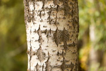 trunk of a tree in a park on the nature