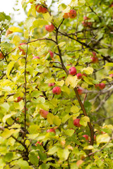 ripe apples on the tree in nature