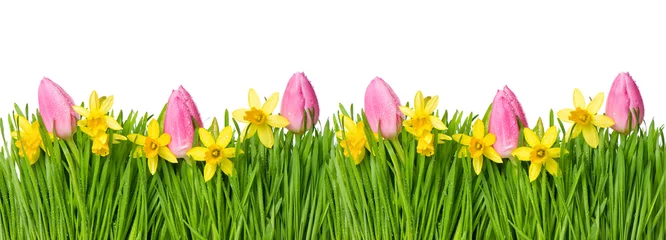 Gordijnen Spring narcissus tulip flowers green grass water drops © LiliGraphie