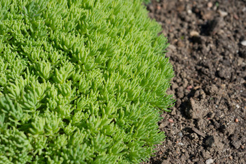 Sedum green, shoots close-up