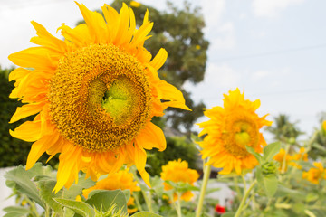 Sun flower field, selective focused
