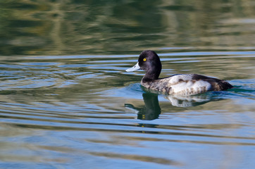 Male Scaup Swimming in the Still Pond Waters