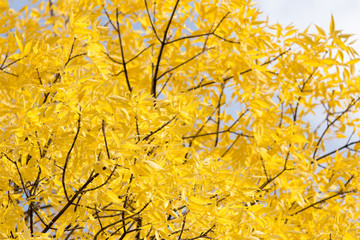 Naklejka na ściany i meble yellow leaves on the tree in autumn