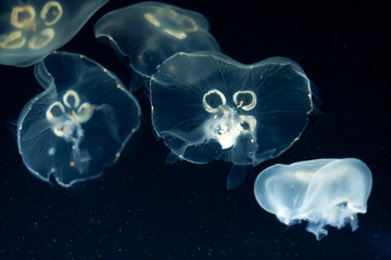 jellyfishes swim in black dark oceans water