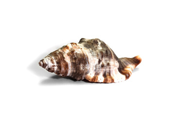 Sea shell isolated on white