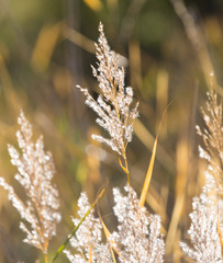 bulrush autumn nature as background © schankz