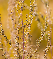 dry grass in the autumn on the nature