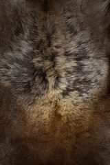 fur background texture image