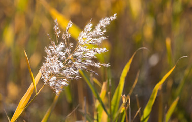 bulrush autumn nature as background © schankz