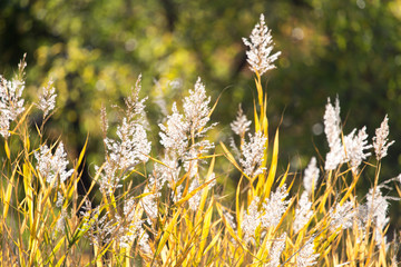 bulrush autumn nature as background © schankz