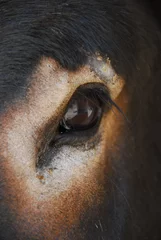 Fotobehang een oog van een ezel close up © Carmela