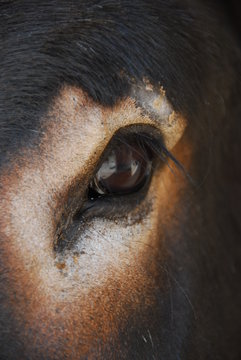 een oog van een ezel close up