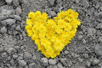 een gele hart op kleigrond close up © Carmela