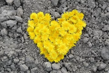 Fototapeten ein gelbes Herz auf Lehmboden hautnah © Carmela