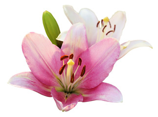 Fototapeta na wymiar Pink and white lilies