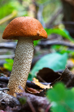 Eatable mushroom in the forest