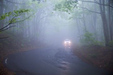 霧のブナ林を走る車