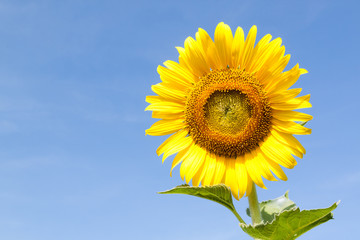 Closeup of sun flower against blue sky