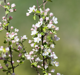 flowers on the fruit tree in nature