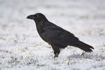 Common Raven on snowy grass