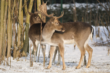Fallow deer, Slovakia